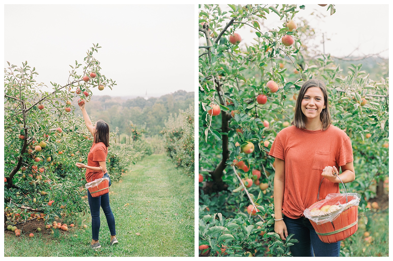 Apple Picking in the NC Mountains