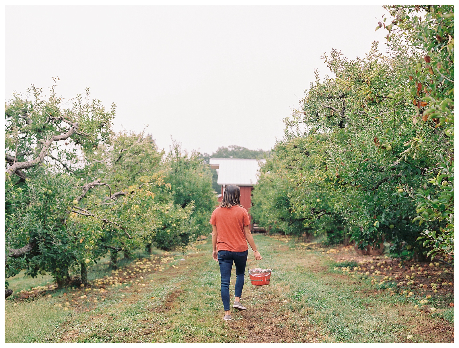 Apple Picking in the NC Mountains
